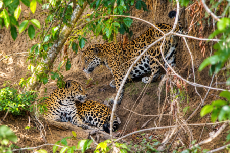 Tour Tambopata 4 Días / 3 Noches
